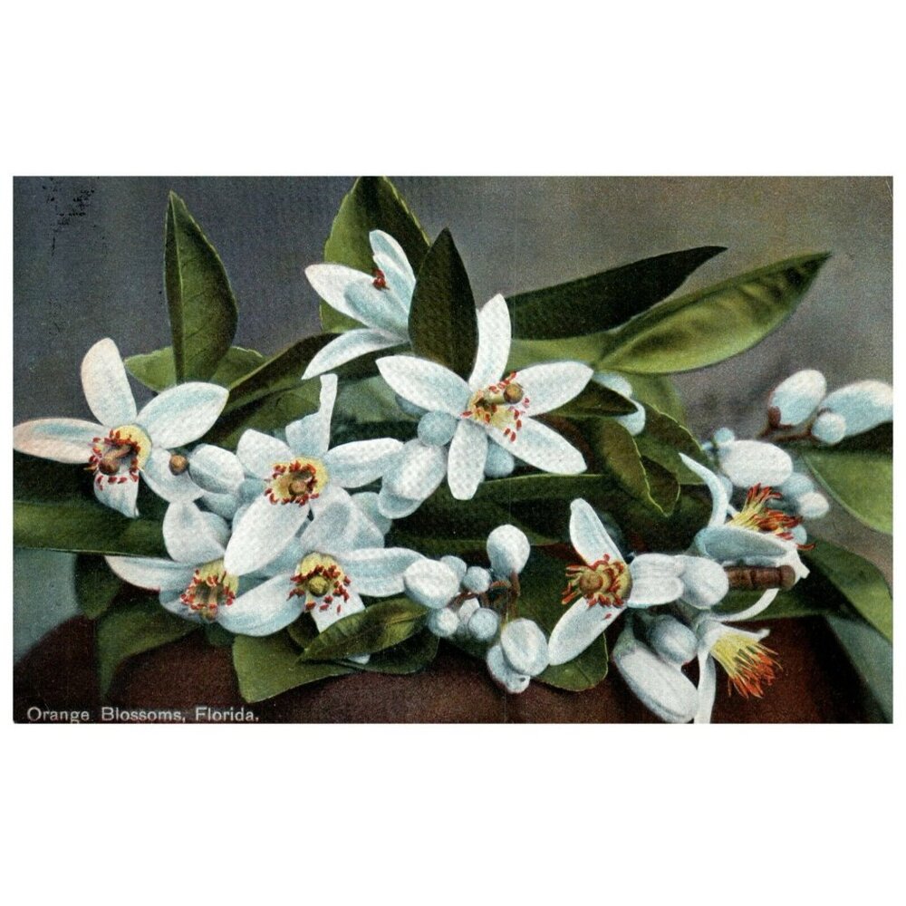 Postcard Chrome Orange Blossoms Florida made in Germany